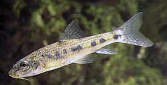 Gobio lozanoi_003.jpg